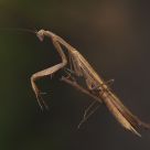 Mantis