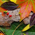 The colour of fall