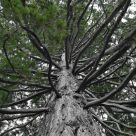 giant redwood