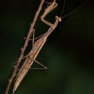 Mantis