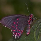 Pink Cattleheart (Parides iphidamas)