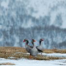 Greylag goose medusa
