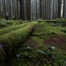 Falling Trees