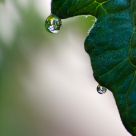 dew