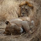 Lions relax