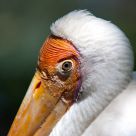 Birds Eye View