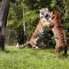 The Tigers Waltz