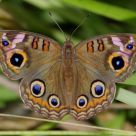 Mangrove Buckeye