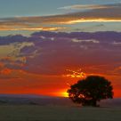 Lone tree susnset