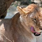 Lion female