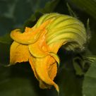 Future Pumpkin