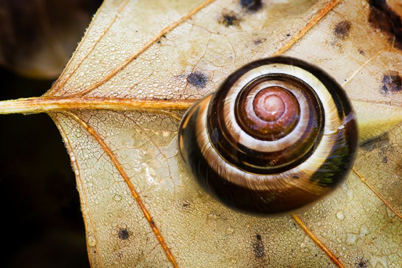 Snail on Leaf