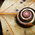 Snail on Leaf