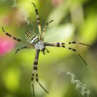Garden Spider