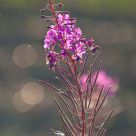Willow-herb