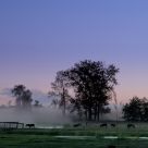 Mules at Dusk