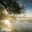 Scugog