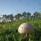 Mushroom in the Morning
