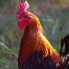 Texas Rooster