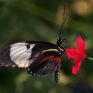 Black and White Longwing (Heliconius cydno)