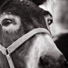 sorrowful eyes