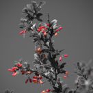 rowan berries