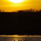 Pleasantry on the Pond