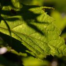 leaf details