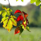 early fall red