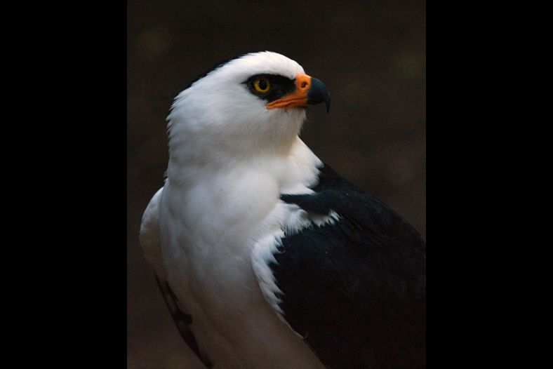 Black and White Hawk-Eagle