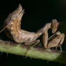 Young Mantis