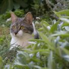 on the lookout