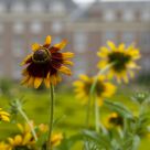 The palace Het Loo