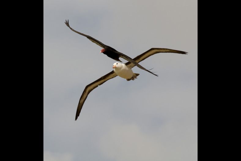 Albatross and Vulture