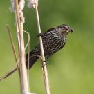 Bird on a Wire