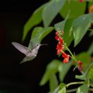 Hummingbirds Like Sweet Peas