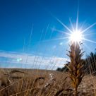 Golden Grains