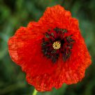 Chiffonnade