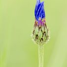 Cornflower