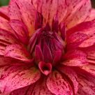 The Perfect Flower