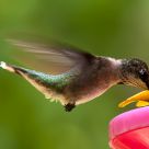 Hovering Hummingbird