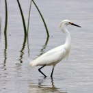 Snowy Egret