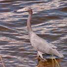 Little Blue Heron