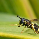 insecte