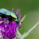Scarab
