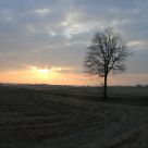 Pavia's countryside
