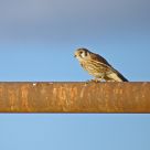 American Kestrel