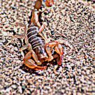 Scorpion