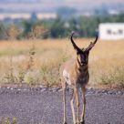Pronghorn Antelope