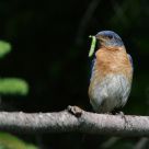 The Eastern Bluebird comeback - Part II - male